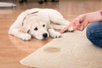 Dog in Trouble for Peeing on a Rug
