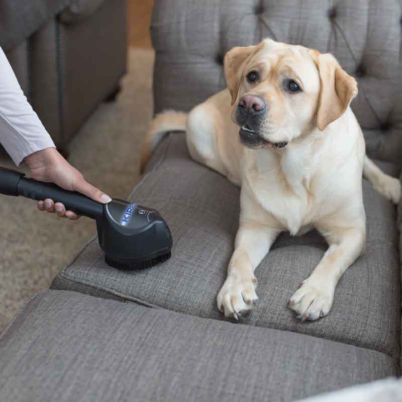 Perro sentado junto a Zippbrush que quita el pelo de perro del sofá.