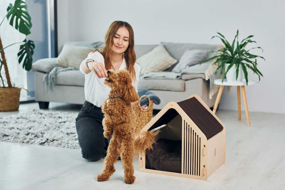 Female owner playing with her pet. Cute little poodle puppy is indoors in the modern domestic room.