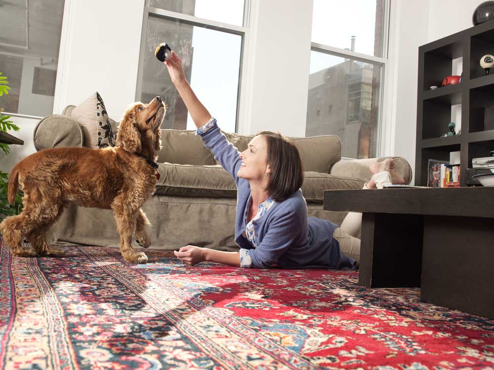 Adult woman playing fetch with her dog on the carpet.